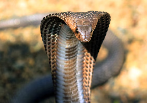 Snake Bite   عضة الثعبان