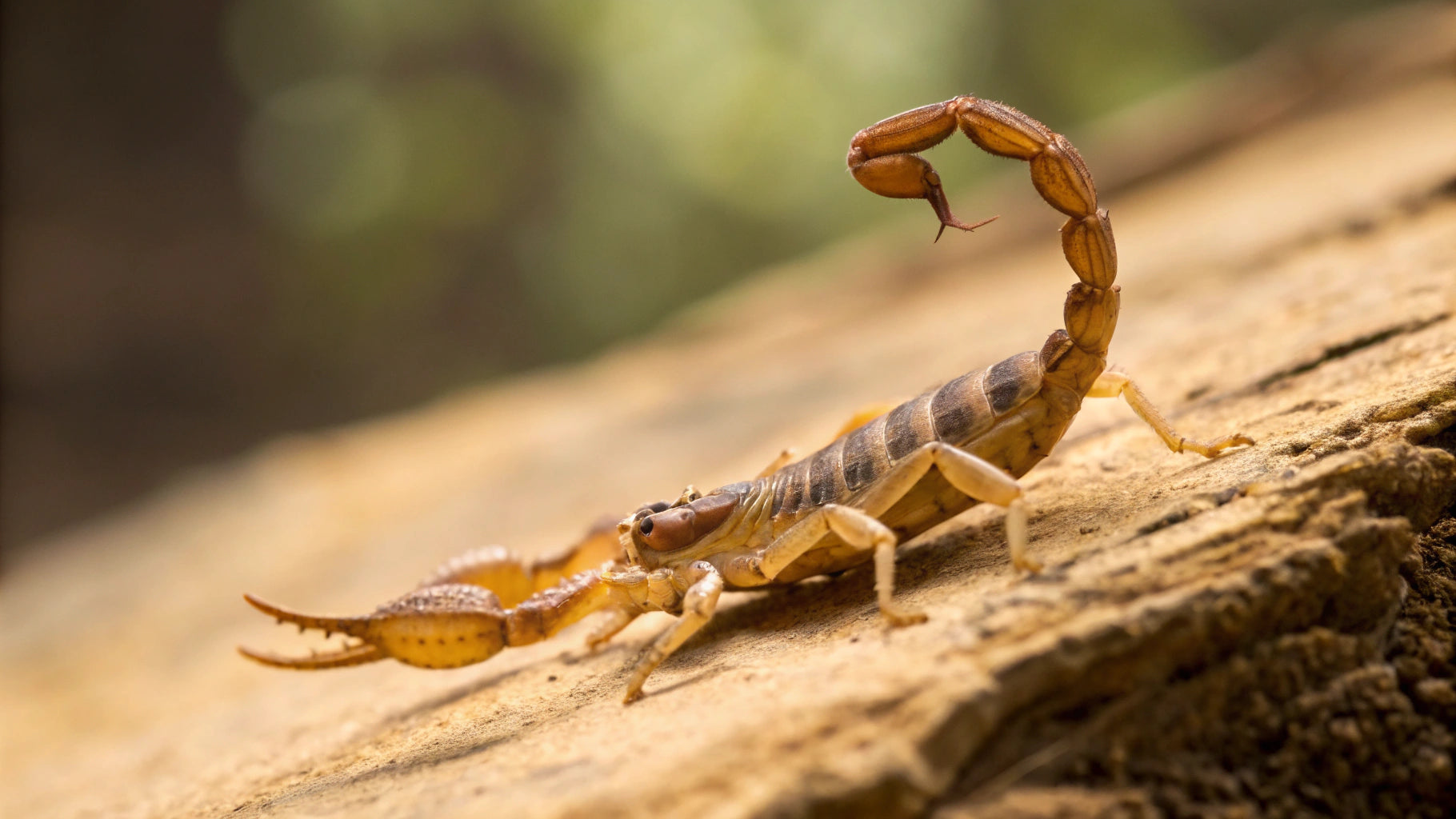 Scorpion Sting لدغة العقرب